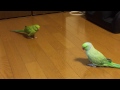 ワカケホンセイインコのお見合い！？　大吉君はぺぺちゃんに怯えだす？？！