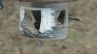 bird feeder 2025 jan 24 15.27