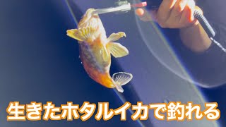 【ホタルイカキャンプ】ホタルイカを餌にして釣りをする旅③【富山】