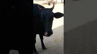 cow video#diwali #short