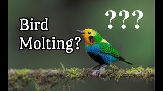 Molting in birds! Everything YOU need to know! *2020*