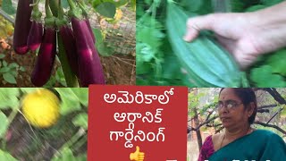 అమెరికాలో కూరగాయల హార్వెస్టింగ్ #vegetableharvesting #gardeninginamerica #taamthoughts