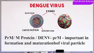 #Micro30 the Dengue Virus - the disease, cause, symptoms - Medical MicrobiologyViral Disease #shorts