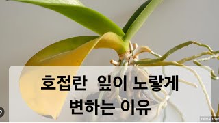 호접란 잎이 노랗게 변하는 이유 ???                        난팔아요 재배법