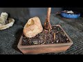 pruning syzygium bonsai brush cherry tree repotting styling and care tips fwb ep 8