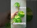 Balcony plant with super growth #viralvideo #plants #garden #youtubeshorts #shorts