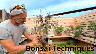 Repotting old tree | Michelangelo User | Free Version #bonsai #bonsaitechniques