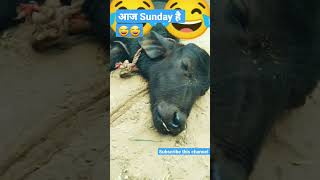 आज रविवार है/छुट्टी का दिन है हमे सोने दो 😁😁#sunday #animal #funnyvideo #chhutti