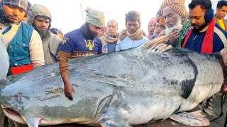 পদ্মার বিশাল বড় বাঘাইর মাছ কত টাকা বিক্রি হলো দেখুন | amazing Padma fish | DN Eyes