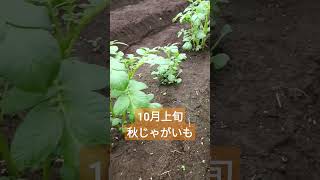 【ジャガイモ】10月上旬、植え付けから20日後の秋じゃがいもの様子です。（デジマ）