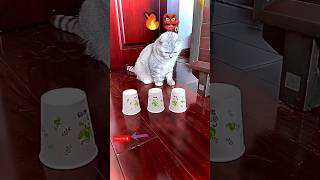 Intelligent cat 🙀||#catshorts #short #shorts