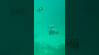 Snorkeling in Phuket