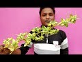 How to make date tree leaf flower bouquet