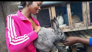 Rabbit Farming Business in Rovana Farm PART 1