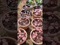 spinach cultivation from my home garden അടുക്കളത്തോട്ടത്തിലെ ചീര കൃഷി gardening thaliparamba