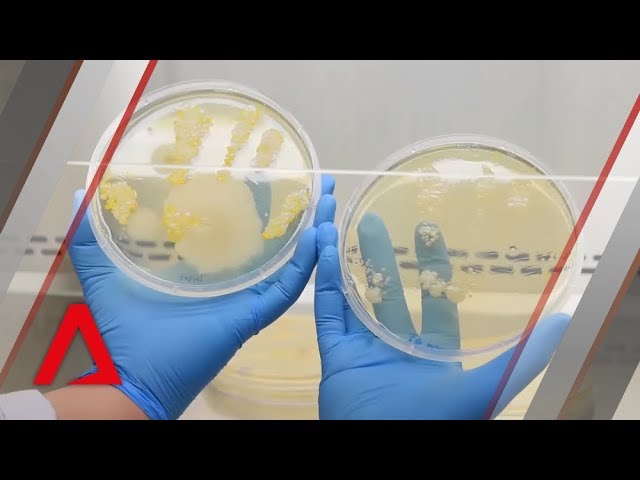 What Does A Bacterial Infection Look Like Under A Microscope