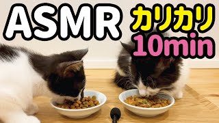 【ASMR】子猫がカリカリを食べる音10分間／音フェチ