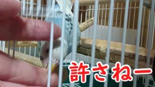 直してあげたのに、噛むんですか？【セキセイインコ】