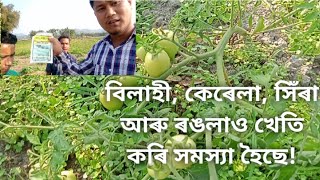 assamese khetir diha || assamese kheti video || খেতি কৰি খেতিয়কে কি কি সমস্যাৰ সন্মুখীন হয়???