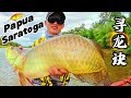 (EP94)巴布亚寻龙记，章之二，就是要钓到你！Indonesia Papua Merauke,Golden Arowana,Fish On