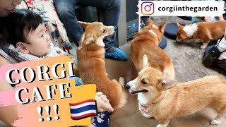 【コーギーカフェ】バンコクで大人気の『Corgi in the Garden』に行ってきた！13匹のかわいいコーギーがお出迎え♪