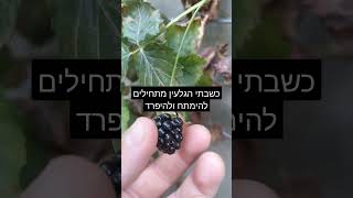 איך יודעים מתי לקטוף אוסנה מתוקה