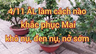 4/11 ÂL làm cách nào khắc phục Mai đen nụ, khô nụ, nở sớm @utsangcaykieng5450