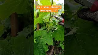 Як обрізати виноград літом???#how to prune grapes#farming#