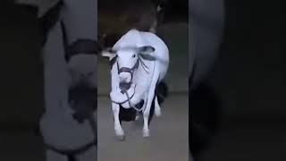 New Viral Cow cham cham bakra eid 2022 |hard to sacrifice|