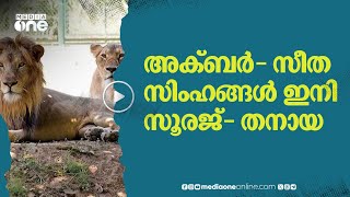 അക്ബര്‍- സീത സിംഹങ്ങളുടെ പേര് മാറ്റ വിവാദം; പുതിയ പേരുമായി പശ്ചിമ ബംഗാള്‍ സര്‍ക്കാര്‍ #nmp