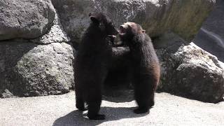 生後1歳の子熊たち (奥飛騨クマ牧場) 2018年4月21日