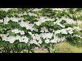 산딸나무 cornus kousa