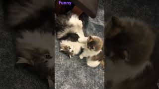 Cats Are Playing Merrily Viral Video//Amazing pet//😹😹🐈🐈.....#shorts #shortvideo #amazing #funnycat