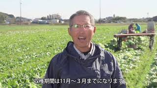 しずおかFarmWork【レタス編】｜しずおかで農業人になる