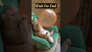 Funny Cats Video 😂😄 #shorts #funny #cat