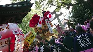 伊予三島秋祭り2019年度　10月23日　中田井太鼓台(獅子)宮入り