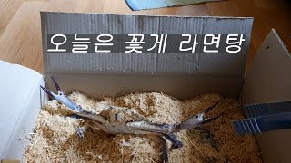 10월17일 오늘은 꽃게 라면탕-꽃게가 살아서 집게로 찝네요. 어제는 강아지 덕이 개,오늘은 꽃게 게 - 요즘은 개판 게판...