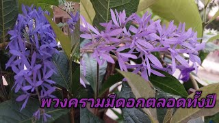 พวงครามทำแบบนี้มีดอกตลอดปี ไม้เลื้อยสารพัดประโยชน์ คลุมหลังคาก็ได้ ไต่ผนังก็ดี