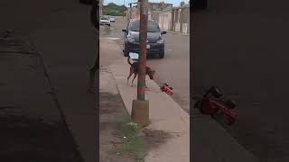 Hilarious Corgi Tantrum, Dog’s Passion for Pulling Carts \u0026 Cat vs. Lizard Gone Wrong! 😂🐶🐱 #funny