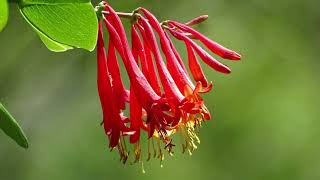 Coral Honeysuckle - 60 Second Plant Profiles