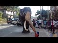 ആന കുളിക്കുന്നത് കണ്ടിട്ടുണ്ടോ.. elephant bath time 😍💙💙 trissur pooram തൃശൂർ പൂരം