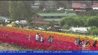 Carlsbad Flower Fields To Welcome Visitors This Spring