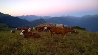 Traite des Vaches à Saint-François Longchamp