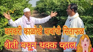 वारकरी बाबांची सिताफळ शेती | Varkari | वारकरी  |sitaphal sheti