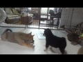 9月22日柴犬子犬部屋