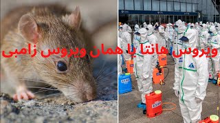 ویروس جدید که باز در چین دیده شده هانتا ویروس(Hanta virus)