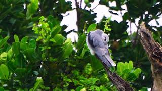 カタグロトビ　Black-winged kite　石垣島