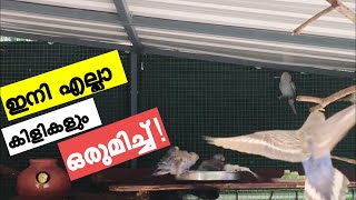 Budgies Aviary Update | ഇനി എല്ലാ കിളികളും ഒരുമിച്ച് | All the Birds Together