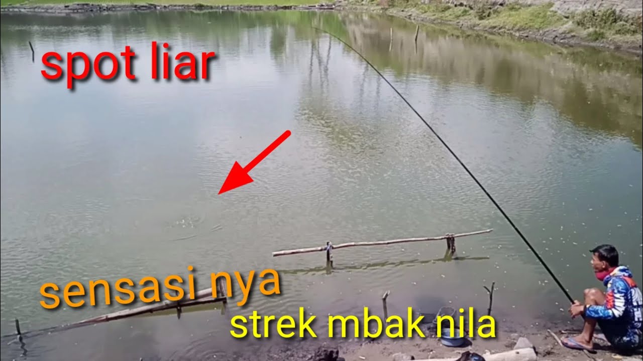 Mancing Ikan Nila Liar Tarikan Nya Bikin Ketagihan - YouTube