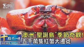 澳洲「聖誕島」季節奇觀! 五千萬隻紅蟹大遷徙｜十點不一樣20211119